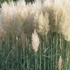 Bio Pampasgras 'Sunnigdale Silver' Silber-weiß, Topf 5 Liter -Lechij Verkaufe 0321600007 Cortaderia sel Sunningdale Silver 2 120410