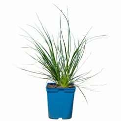 Bio Pampasgras 'Sunnigdale Silver' Silber-weiß, Topf 5 Liter -Lechij Verkaufe 0321600007 Cortaderia selloana Sunningdale Silver 2 112427