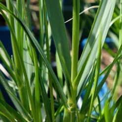 Bio Pampasgras 'Sunnigdale Silver' Silber-weiß, Topf 5 Liter -Lechij Verkaufe 0321600007 Cortaderia selloana Sunningdale Silver 5 112496