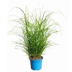 Bio Zebragras 'Little Zebra', Topf 3 Liter -Lechij Verkaufe 0321600013 Miscanthus sin Little Zebra 4 113927