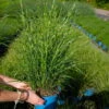 Bio Zebragras 'Little Zebra', Topf 3 Liter -Lechij Verkaufe 0321600013 Miscanthus sin Little Zebra 5 113902