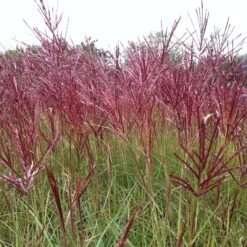 Bio Halbhohes Chinaschilf 'Red Chief' Silber-weiß, Höhe 120-150 Cm, 5 Liter Topf -Lechij Verkaufe 0321600017 Miscanthus sinensis Red Chief 120412