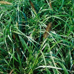 Bio Lampenputzergras 'National Arboretum' Braun, Höhe 60-80 Cm, 5 Liter Topf -Lechij Verkaufe 0321600020 Pennisetum National Arboretum beschnitten 120415