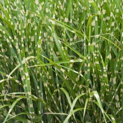 Bio Miscanthus Sinensis 'Strictus' Braun, Höhe 160-180 Cm, 5 Liter Topf -Lechij Verkaufe 0321600024 Miscanthus sinensis Strictus 120420