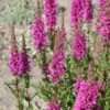 Bio Blut-Weiderich Violett, Topf-Ø 11 Cm, 3er-Set -Lechij Verkaufe 0330100088 Lythrum salicaria KB 11cm Topf rot1 75710