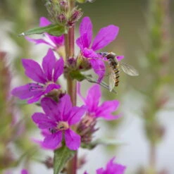 Bio Blut-Weiderich Violett, Topf-Ø 11 Cm, 3er-Set -Lechij Verkaufe 0330100088 Lythrum salicaria KB 11cm Topf rot 75711