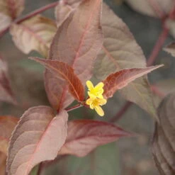 Rotlaubige Amerikanische Weigelie 'Diva'(s), Rot, 4er-Set, Topf 5 Liter -Lechij Verkaufe 0410112705 Diervilla splendens Diva 4er Set 040060 Co5lt 1 119766