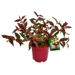 Rotlaubige Amerikanische Weigelie 'Diva'(s), Rot, 4er-Set, Topf 5 Liter -Lechij Verkaufe 0410112705 Diervilla splendens Diva 4er Set 2 109256