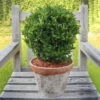 Japanischer Spindelstrauch 'Green Wonder'®, 2er-Set, Grün, Kugel 25-30 Cm -Lechij Verkaufe 0410360290 0410360291 Euonymus Green Wonder 1 104785