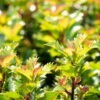 Ilex Meserveae 'Little Rascal'®, 20er-Set, Höhe 12-15 Cm, Topf 1,5 L -Lechij Verkaufe 0410450634 Ilex mes Little Rascal 20er Set 1 83937