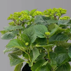 Öfterblühende Gartenhortensie Forever&Ever® Rot, 5 Liter Topf -Lechij Verkaufe 0415200044 hydrangea forecver ever rot 3 125100
