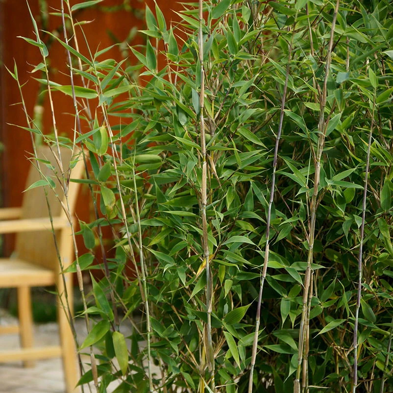 10er-Set Bambus-Hecken-Set Fargesia Spathacea "Blue Lizard"®, Höhe 80-100 Cm, Im 15 Liter Topf – Bild 2