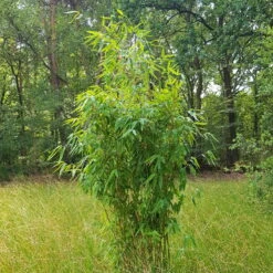 Elfenbein-Bambus 'Ivory Ibis'® (Japo 55' EU-S), 25er-Set, Höhe 80-100 Cm -Lechij Verkaufe 0425100383 0425100384 Fargesia Ivory Ibis 080100 WEB 2 94511