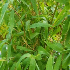 Elfenbein-Bambus 'Ivory Ibis'® (Japo 55' EU-S), 25er-Set, Höhe 80-100 Cm -Lechij Verkaufe 0425100383 0425100384 Fargesia Ivory Ibis 080100 WEB 6 94512