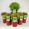 Kugel-Lebensbaum, 6er-Mix Set, 5x Topf 2 Liter + 1x Topf 8,7 Liter -Lechij Verkaufe 0430107417 Thuja occ Danica Mix 6er Set 104904