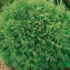 Thuja Occidentalis 'Danica', Kugel-Lebensbaum, 10er-Set, Höhe 20-30 Cm, Topf 2 L