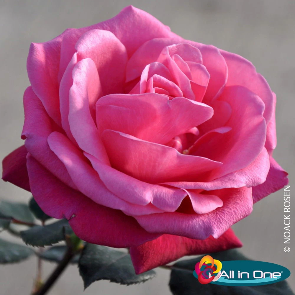 Stammrose 'Charisma'®, Edelrose, Stammhöhe 60cm Im 7,5 Lt. Topf 4 Stammrose 'Charisma'®, Edelrose, Stammhöhe 60cm Im 7,5 Lt. Topf – Bild 2