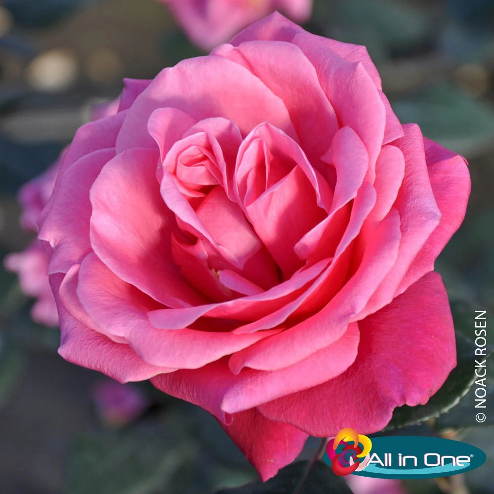Stammrose 'Charisma'®, Edelrose, Stammhöhe 60cm Im 7,5 Lt. Topf 3 Stammrose 'Charisma'®, Edelrose, Stammhöhe 60cm Im 7,5 Lt. Topf