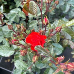 Beetrose 'Westpoint'®, Blutorange, Topf 6 Liter -Lechij Verkaufe 0460200782 Westpoint Beetrose blutorange 3 126467