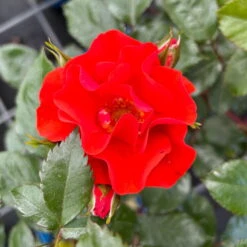 Beetrose 'Westpoint'®, Blutorange, Topf 6 Liter -Lechij Verkaufe 0460200782 Westpoint Beetrose blutorange 4 126466