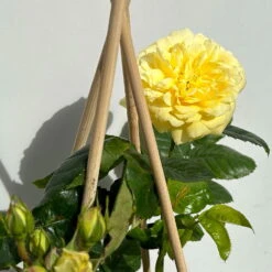 Duftende Beetrose 'Yellow Meilove®', Hellgelb, Topf 6 Liter -Lechij Verkaufe 0460200845 beetrose yellow meilove premium 4 123891