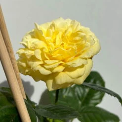 Duftende Beetrose 'Yellow Meilove®', Hellgelb, Topf 6 Liter -Lechij Verkaufe 0460200845 beetrose yellow meilove premium 5 123892