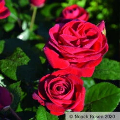 Beetrose 'Kompass'®, Rot, Topf 6 Liter -Lechij Verkaufe 0460200855 Kompass Premium Beetrose rot Bluetenzauber1 76518