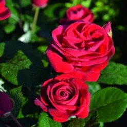 Beetrose 'Kompass'®, Rot, Topf 6 Liter -Lechij Verkaufe 0460200855 Kompass Premium Beetrose rot Bluetenzauber 75088