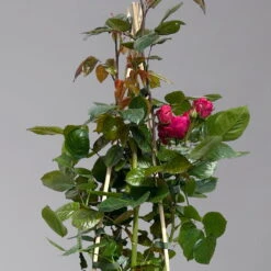 Beetrose 'Kompass'®, Rot, Topf 6 Liter -Lechij Verkaufe 0460200855 beetrose kompass 1 124089