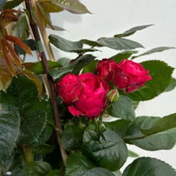 Beetrose 'Kompass'®, Rot, Topf 6 Liter -Lechij Verkaufe 0460200855 beetrose kompass 6 123895