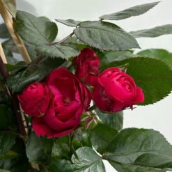 Beetrose 'Kompass'®, Rot, Topf 6 Liter -Lechij Verkaufe 0460200855 beetrose kompass 7 123894