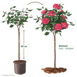 Stammrose 'Charisma'®, Edelrose, Stammhöhe 60cm Im 7,5 Lt. Topf 11 Stammrose 'Charisma'®, Edelrose, Stammhöhe 60cm Im 7,5 Lt. Topf -Lechij Verkaufe 046080 Rosenstamm pink 122127