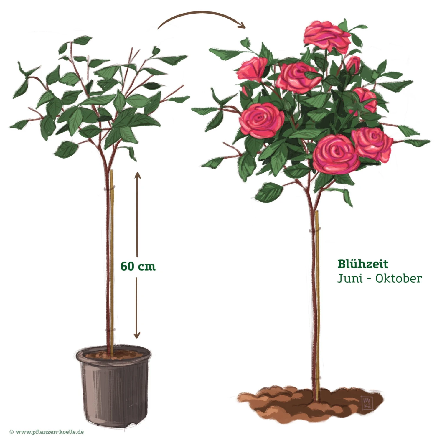 Stammrose 'Charisma'®, Edelrose, Stammhöhe 60cm Im 7,5 Lt. Topf 5 Stammrose 'Charisma'®, Edelrose, Stammhöhe 60cm Im 7,5 Lt. Topf – Bild 3