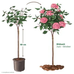 Stammrose 'Comeback'®, Edelrose, Stammhöhe 60cm Im 7,5 Liter Topf -Lechij Verkaufe 046080 Rosenstamm rosa 122128