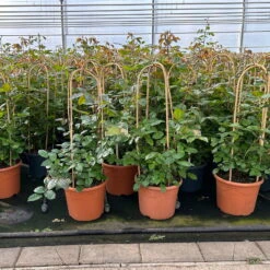 Beetrose 'Westpoint'®, Blutorange, Doppelbogen, Topf 10 Liter -Lechij Verkaufe 0460850981 rose westpoint doppelbogen 1 124046