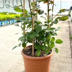 Beetrose 'Westpoint'®, Blutorange, Doppelbogen, Topf 10 Liter -Lechij Verkaufe 0460850981 rose westpoint doppelbogen 3 124044