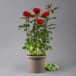 Beetrose 'Westpoint'®, Blutorange, Doppelbogen, Topf 10 Liter -Lechij Verkaufe 0460850981 rose westpoint premium doppelbogen 3 t 125106