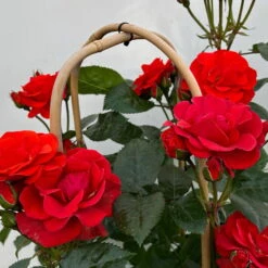 Beetrose 'Westpoint'®, Blutorange, Doppelbogen, Topf 10 Liter -Lechij Verkaufe 0460850981 rose westpoint premium doppelbogen 5 124618