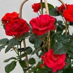 Beetrose 'Westpoint'®, Blutorange, Doppelbogen, Topf 10 Liter -Lechij Verkaufe 0460850981 rose westpoint premium doppelbogen 6 124620