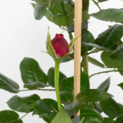 Duftende Edelrose 'Comeback'®, Rosa Bis Hellrosa, Doppelbogen, Topf 7,5 Liter -Lechij Verkaufe 0460851104 comeback 2 124801