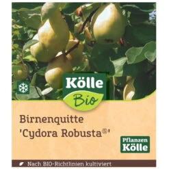 Bio Birnenquitte 'Cydora Robusta'Ⓢ, Topf 10 Liter -Lechij Verkaufe 0480300060 Koelle Bio Cydora Robusta Birnenquitte Busch 1 119767