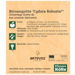 Bio Birnenquitte 'Cydora Robusta'Ⓢ, Topf 10 Liter -Lechij Verkaufe 0480300060 Koelle Bio Cydora Robusta Birnenquitte Busch 2 119768