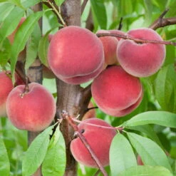 Kölle Bio Pfirsich 'Benedicte'®, Topf 10 Liter