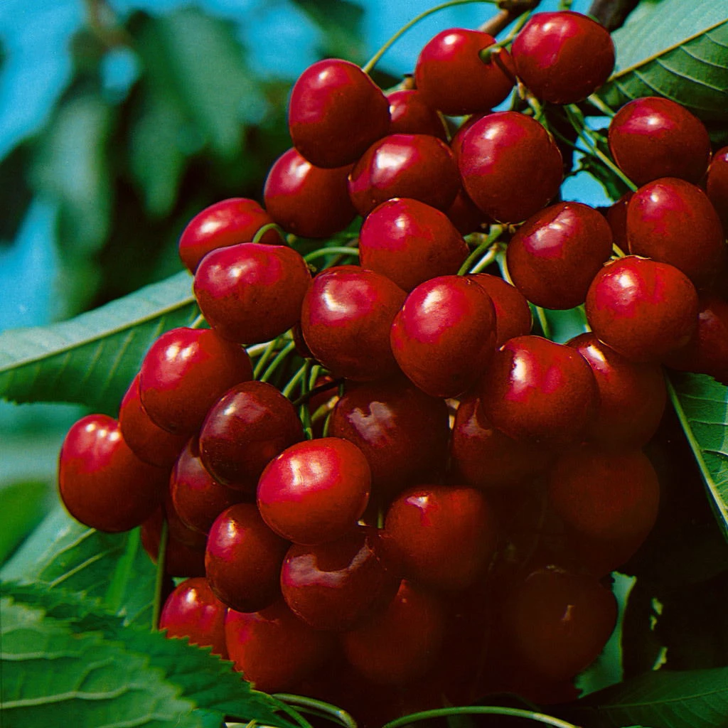 Kölle Bio Süßkirsche 'Burlat' (Alkavo), Im Topf 10 Liter