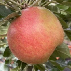 Kölle Bio Säulenapfel 'Rhapsodie'Ⓢ, Unterlage MM 111, Topf 10 Liter -Lechij Verkaufe 0480650016 KB Rhapsodie Saeulenapfel 2 115630