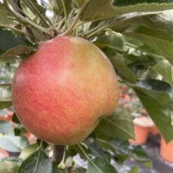 Kölle Bio Säulenapfel 'Rhapsodie'Ⓢ, Unterlage MM 111, Topf 10 Liter -Lechij Verkaufe 0480650016 KB Rhapsodie Saeulenapfel 3 115629