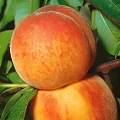 Kölle Bio Zwergpfirsich 'Amber'® Pix ZeeⓈ, Topf 7,5 Liter -Lechij Verkaufe 0480670029 KB Zwergpfirsich Amber Co 7 5l 49535