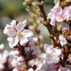 Kölle Bio Zwergpfirsich 'Amber'® Pix ZeeⓈ, Topf 7,5 Liter -Lechij Verkaufe 0480670029 Zwergpfirsich Amber Bluete Co 7 5l 49709