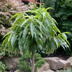 Kölle Bio Zwergpfirsich 'Diamond'® ZaipeviⓈ, Topf 7,5 Liter -Lechij Verkaufe 0480670030 KB Zwergpfirsich Diamond Co 7 5l 49536