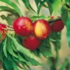 Kölle Bio Zwergnektarine 'Rubis'® Necta ZeeⓈ, Topf 7,5 Liter -Lechij Verkaufe 0480670031 K.B. Zwergnektarine Rubis Necta Zee 7 7 5lt 2 53313